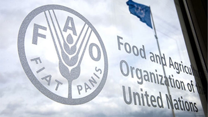 Global food prices hold steady in Nov: FAO