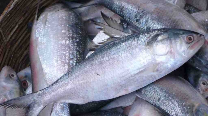 Govt allows 2,450 tonnes of hilsa export to India for Durga Puja