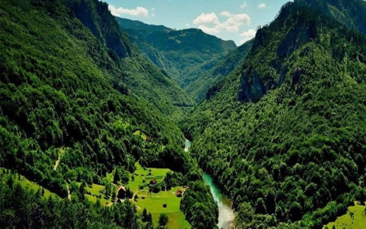 Climate change: Human activity makes forests emit carbon Climate change: Human activity makes forests emit carbon