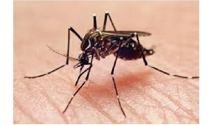 Two city corporations, a ministry fighting to liberate Dhaka from mosquito menace Two city corporations, a ministry fighting to liberate Dhaka from mosquito menace