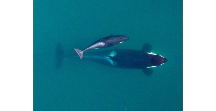 Researchers: Inbreeding a big problem for endangered orcas