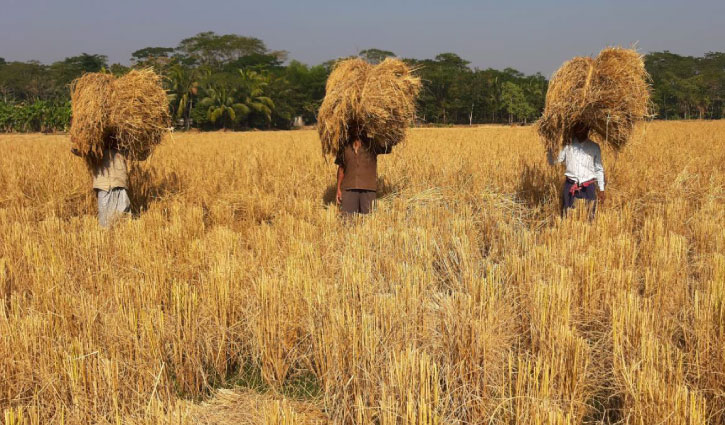 PM Hasina wants to know reasons for rice price hike in peak season