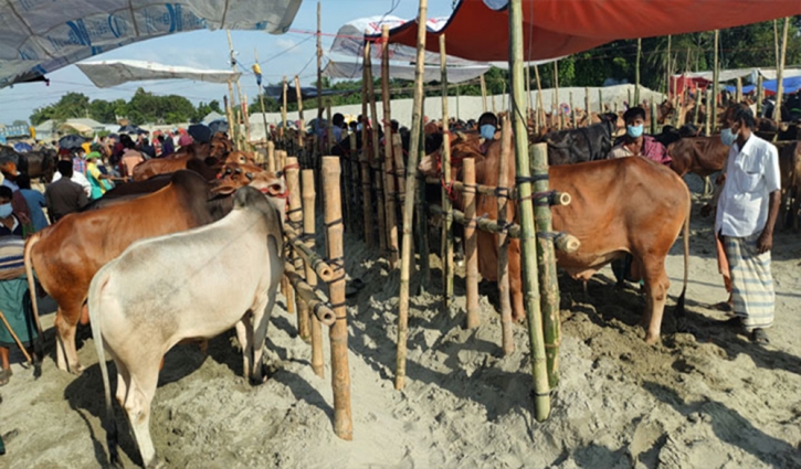 কোরবানির হাট: মানতে হবে ১৬ নির্দেশনা কোরবানির হাট: মানতে হবে ১৬ নির্দেশনা