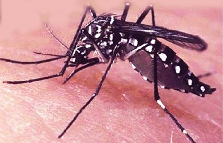 ডেঙ্গুতে আরও একজনের মৃত্যু, ২৫৬ জন হাসপাতালে ডেঙ্গুতে আরও একজনের মৃত্যু, ২৫৬ জন হাসপাতালে