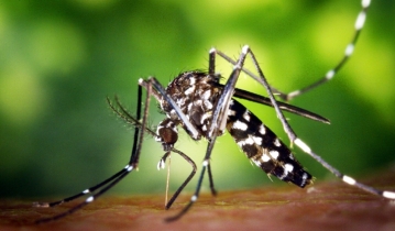 ডেঙ্গু জ্বরের যত সব লক্ষণ