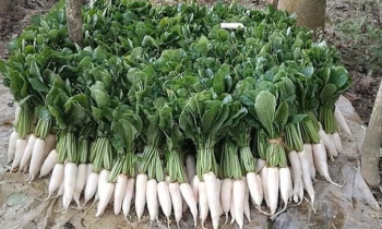 কুমিল্লার গোমতীর চরে মুলার বাম্পার ফলন