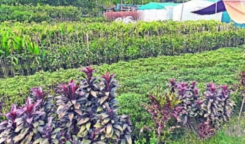 কুমিল্লায় নার্সারি খাতে সম্ভাবনা : গাছের চারা রপ্তানি হচ্ছে মধ্যপ্রাচ্যে