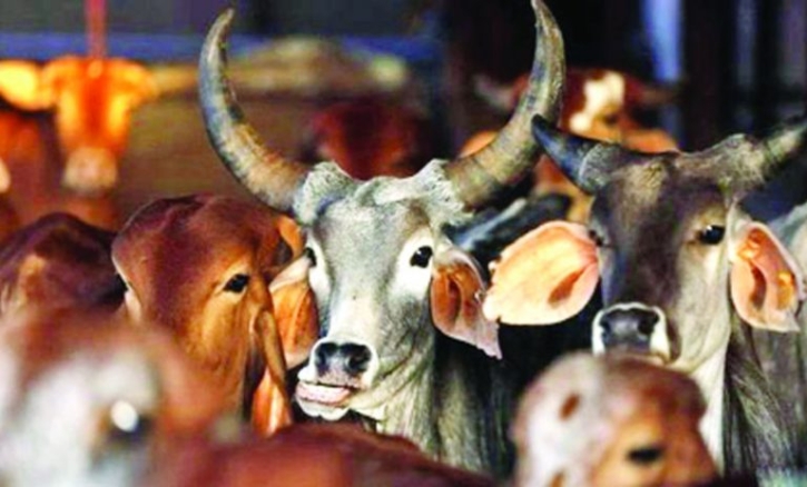 কোরবানির পশুর হাটে অভিযান চালাবে ভোক্তা অধিকার কোরবানির পশুর হাটে অভিযান চালাবে ভোক্তা অধিকার