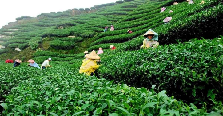 Tea industry must provide its workers with welfare: Commerce minister