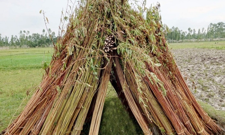 Gaibandha farmers worried about jute processing due to lack of adequate water Gaibandha farmers worried about jute processing due to lack of adequate water