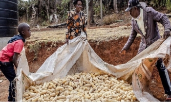 FAO food price index declines in May