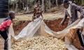 FAO food price index declines in May