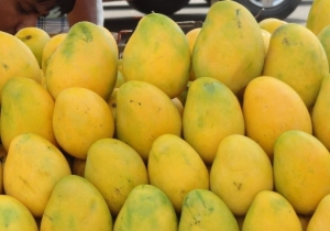 Mango export begins with 10 tonnes to 4 countries