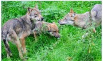 Commission urges local authorities to take action on wolf population, their impact