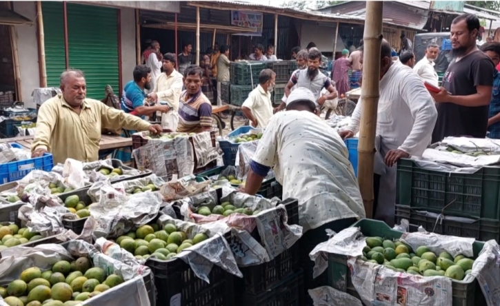 Mango growers, traders in Chuadanga disheartened as prices declined by half