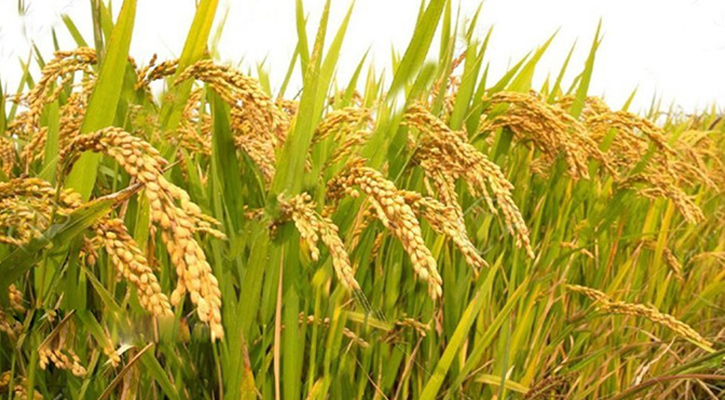 আমনের উৎপাদন বাড়াতে ৩৩ কোটি টাকার প্রণোদনা আমনের উৎপাদন বাড়াতে ৩৩ কোটি টাকার প্রণোদনা