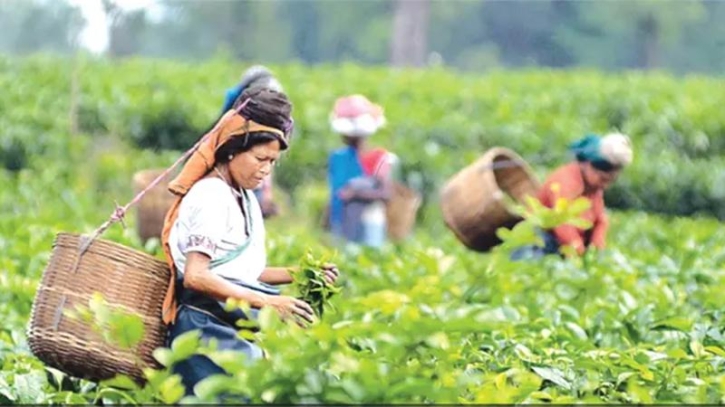 জাতীয় চা দিবস আজ জাতীয় চা দিবস আজ