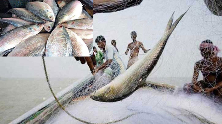 চলতি বছর রেকর্ড সাড়ে ৫২ শতাংশ মা ইলিশ ডিম ছেড়েছে চলতি বছর রেকর্ড সাড়ে ৫২ শতাংশ মা ইলিশ ডিম ছেড়েছে