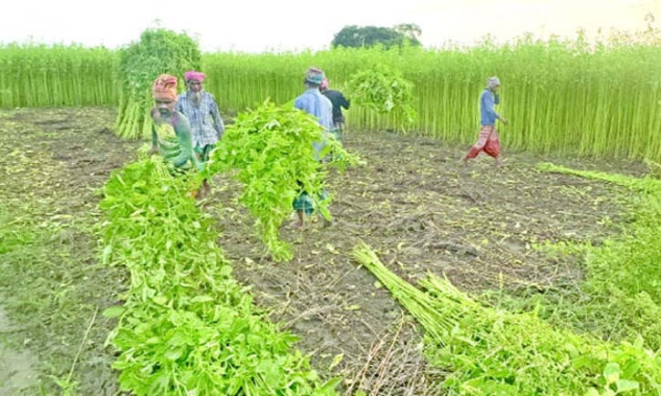 গোপালগঞ্জে ৩৮০ কোটি টাকার পাট উৎপাদনের আশা গোপালগঞ্জে ৩৮০ কোটি টাকার পাট উৎপাদনের আশা