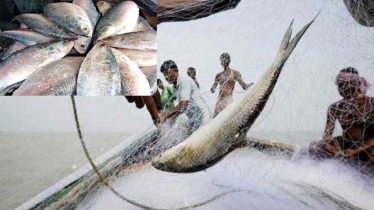 চলতি বছর রেকর্ড সাড়ে ৫২ শতাংশ মা ইলিশ ডিম ছেড়েছে