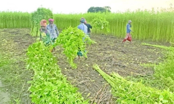 গোপালগঞ্জে ৩৮০ কোটি টাকার পাট উৎপাদনের আশা
