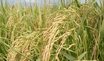  আমনের উৎপাদন বাড়াতে ৪০ কোটি টাকার প্রণোদনা