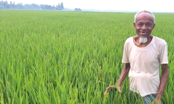 হাওরে আগাম বন্যা থেকে ফসল সুরক্ষায় নতুন জাতের ধানের চমক