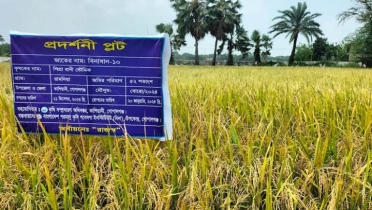 গোপালগঞ্জে লবণ সহিষ্ণু বিনাধান ১০ এর বাম্পার ফলন