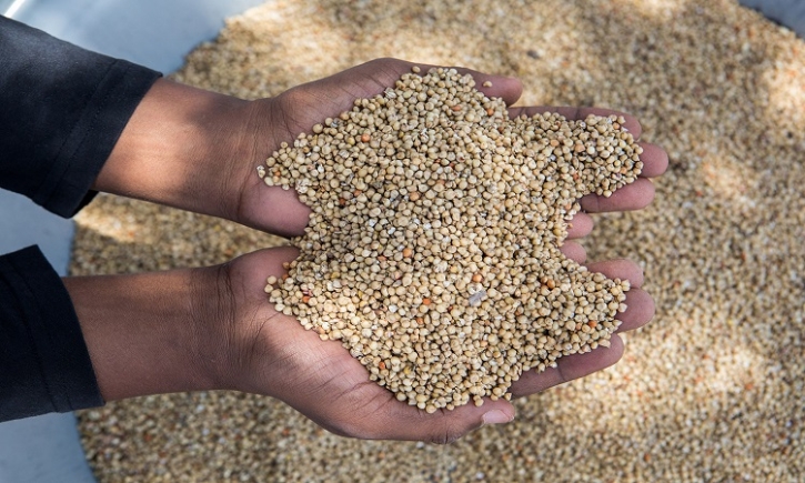 The role of seeds in transforming agrifood systems under the spotlight The role of seeds in transforming agrifood systems under the spotlight