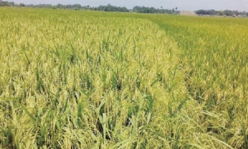 Govt to provide Tk 108cr incentive for high-yield rice production