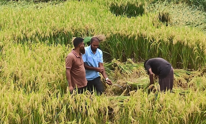 Agriculture sector gets TK 27,214cr in budget Agriculture sector gets TK 27,214cr in budget