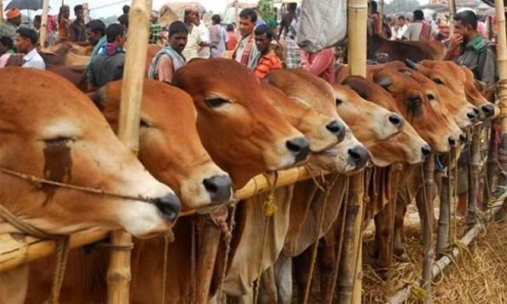 Over 1.04 cr animals sacrificed on Eid-ul-Azha this year Over 1.04 cr animals sacrificed on Eid-ul-Azha this year