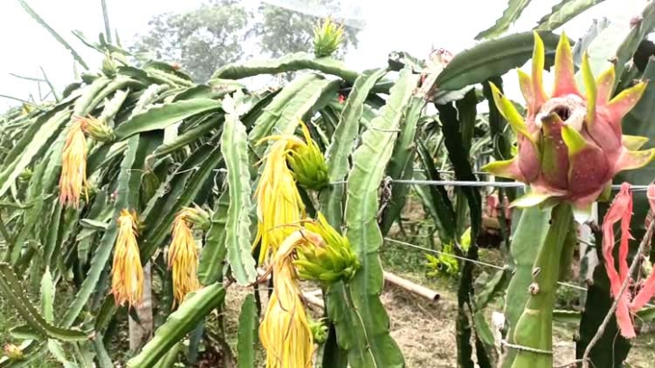 নওগাঁ’র মহাদেবপুরে ড্রাগন ফল চাষ করে সাফল্য অর্জন করেছেন মাহবুব জামান নওগাঁ’র মহাদেবপুরে ড্রাগন ফল চাষ করে সাফল্য অর্জন করেছেন মাহবুব জামান