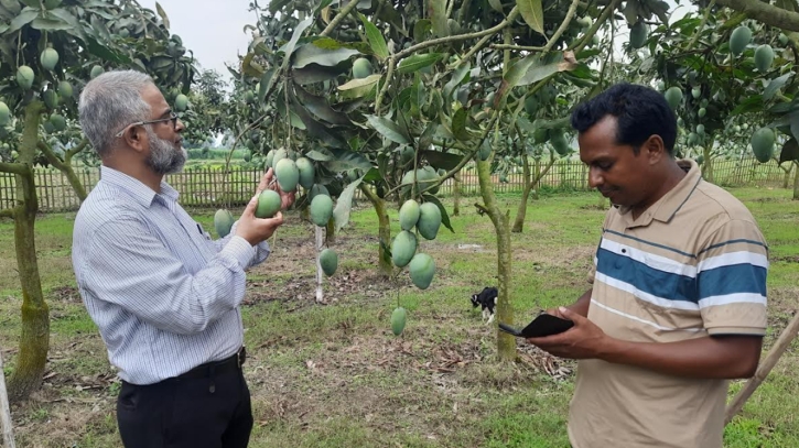 দ্বিতীয়বারের মতো ইউরোপে রপ্তানি হচ্ছে ঠাকুরগাঁওয়ের আম দ্বিতীয়বারের মতো ইউরোপে রপ্তানি হচ্ছে ঠাকুরগাঁওয়ের আম