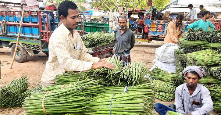 চাহিদা মিটিয়েও জয়পুরহাটের সজনে রফতানি হচ্ছে মধ্য প্রাচ্যের বিভিন্ন দেশে