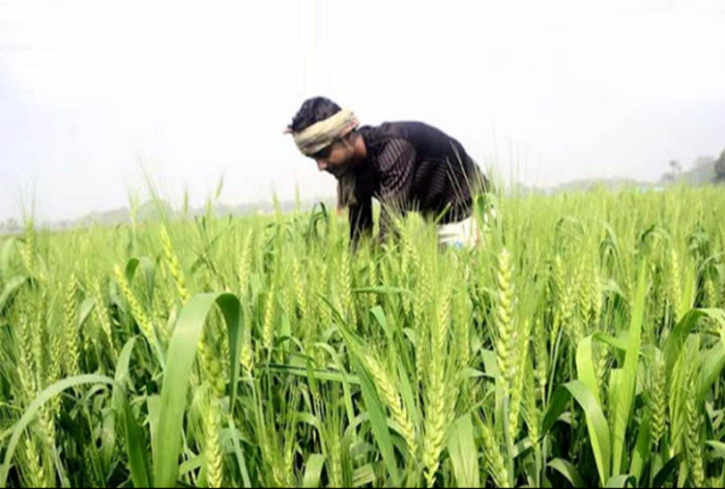 ভোলায় লক্ষ্যমাত্রার চেয়ে বেশি জমিতে গমের আবাদ